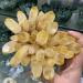 Natural Citrine Cluster Reiki Feng Shui Home Decoration Crystal Gift FZUGEDRLI (Size : 300g) - Buy Online on SooperMarket.com