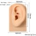 3 Pc Silicone Ear Model - Simulation Artificial Ear Model - for Hearing Aids Wearing & Ear Canal Products Display Right - Buy Online on SooperMarket.com