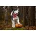 Lionet Paws Halloween Dog Bandana - Triangular Scarf for Small Medium & Large Dogs - Pumpkin Design (Pack of 1) - Buy Online on SooperMarket.com