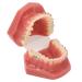Orthodontic Demonstration Model for Dental Research | Metal Wires & Ceramic Brackets | Teaching Aids for Adults - Buy Internationally - Buy Online on SooperMarket.com