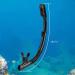 AQUA A DIVE SPORTS Dry Snorkel for Snorkeling, Scuba Diving & Swimming - Adult & Youth - Top Dry Valve, Silicone Mouthpiece - All Black - Buy Online on SooperMarket.com