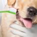ORFOFE 36 Pcs Double Head Dog Toothbrush Pet Cleaning Toothbrush Dog Toothbrush Toothpaste Pet Stuff Pp - Buy Online on SooperMarket.com