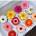 Pre-Cut Beautiful Gerbera Daisy A Edible Wafer Paper Flowers Cupcake Toppers Cake Decorations Birthday Party (12) - Buy Online on SooperMarket.com