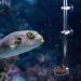 Fish Shrimp Feeder Tube and Plate Acrylic Clear Shrimp Feeding Tube Aquarium Fish Tank Feeder for Crystal Shrimp Tropical Fish(20cm) - Buy Online on SooperMarket.com