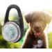 Buy Colorful LED Dog Light Pendant | Safety Warning Light for Camping & Hiking - Buy Online on SooperMarket.com