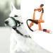 Dog Handlebars with Seat Belt - XL Orange Pet Halter for Safe Outdoor Walking | Prevent Pulling - Buy Online on SooperMarket.com