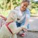 Nobby Norwegian Classic Preno Harness - Raspberry/Pink Size L (60-76 cm) | Durable & Stylish Dog Harness for International Shipping - Buy Online on SooperMarket.com