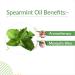 Crysalis Spearmint (Mentha Spicata) Oil |100% Pure & Natural Undiluted Essential Oil Organic Standard Spearmint Antioxidant Oil Reduces Fine Lines & Skin Imperfections Reduce Breakouts -15ml Dropper 15 ml (Pack of 1) - Buy Online on SooperMarket.com