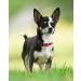Buy Joytale Reflective Puppy Dog Collar - XS Red (Pack of 1) | International Shipping Available - Buy Online on SooperMarket.com