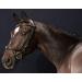 PresTeq FaySport Snaffle Bridle - Black Full Size | Premium Equestrian Gear for International Shipping - Buy Online on SooperMarket.com