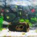 CTPENG Aquarium Cave - Kunst Resin Betta Decoration - Ideal for Small & Medium Aquariums (Harz 13.5x9x5.5 cm) - Buy Online on SooperMarket.com