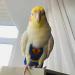 Shenrongtong Parrot Diaper - Protective Bird Harness Flight Suit Waterproof And Leakproof Liner For Parakeet Cockatoos Parrot M - Buy Online on SooperMarket.com