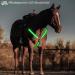 FM2018XSL Horse Harness LED Breastplate - Luminous Reflective Belt for Equestrian Safety | Outdoor Horse Riding Gear - Bright Yellow - Buy Online on SooperMarket.com