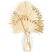 Vickerman Natural Botanicals 20" Natural Palm Sun Stem Real Preserved Foliage Stems Includes 12 Stems Per Pack - Buy Online on SooperMarket.com