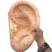 Ear Acupuncture Template Template - Human Giant Ear Acupuncture Template - Chinese Medicine Ear Pattern