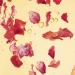 Yves Rocher Riche Creme Oleo - Infusion Hydrating Serum with Natural Rose Petals | 30 ml - Best International Shipping - Buy Online on SooperMarket.com