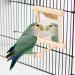Hanging Bird Mirror Swing Toy - Interactive Play for Small Parrots & Birds - 2PCS - Buy Online on SooperMarket.com