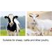 Glomora Cow Brush - Premium Hair Care Rake Comb for Livestock Cattle Sheep & Horses | Anti-Itch Tool for Healthy Shiny Fur - Buy Online on SooperMarket.com