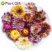 Buy Colorful Bracteantha Bractata Flower 30g | Anti-Fatigue Slimming Tea for Beauty & Liver Care - Buy Online on SooperMarket.com