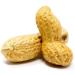 Premium USA Grown Raw Peanuts in Shell for Squirrels - Unsalted & Boiled Jumbo Peanuts for Birds - Green - Buy Online on SooperMarket.com