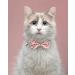 Shop Tagme Cats Collars - Personalized Name & Phone Number Safety Closure & Bell - Baby Pink Kitten Neck Band - 1 Pack - Buy Online on SooperMarket.com