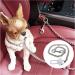 JLEivvi Dog Seat Belt for Car Stainless Steel Dog Car Seat Belt Vehicle Travel Dog Harness Dog Chain Pet Vehicle Safety Restraint Cable for Puppy Small Medium Large Dogs(60cm) - Buy Online on SooperMarket.com