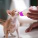 Tondiamo 16-Piece Pet Feeding Bottle Kit | Kitten Milk Replacer & Puppy Feeder Set with Replacement Nipples | Nursing Supplies for Newborn Small Animals - Blue/Pink - Buy Online on SooperMarket.com