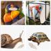 6 Pieces Bird Cuttlebone Toys Parrot Chew Calcium Toy Chewing Cuttlefish Bone with Metal Holder Bird Pet Molar Toy for Parrots Cage Birds Reptiles Tortoises Snails - Buy Online on SooperMarket.com