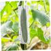 Gogogmee 4pcs Garden Cucumber Star Candy Shaped Growth and Plangting Vegetables Rigid Growing Vessel - Buy Online on SooperMarket.com
