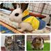 Adjustable Soft Rabbit Dishes & Leash Set | Pet Rabbit Dishes for Small Animals - Yellow (M) - Buy Online on SooperMarket.com