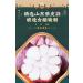 Laba Jade Garlic Pickled Vegetable with Vinegar & Fresh Green Garlic - 250g Bag - Buy Online on SooperMarket.com