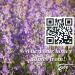 900 g Organic Raw Lavender Blossom Bee Honey - Buy Online on SooperMarket.com