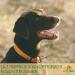 MAHU Natur Black Cumin Oil for Dogs - 100ml Unfiltered with 10% Coconut Oil | Sustainable Glass Bottle & Pipette - Optimal Health Booster - Buy Online on SooperMarket.com