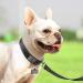 Joytale Softly Padded Neoprene Dog Collar for Small Dogs - Reflective Nylon Wide Collar - Black (1 Pack) - Buy Online on SooperMarket.com