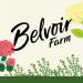 Belvoir Farm Blueberry & Blackcurrant Cordial - 100% Natural Ingredients, Vegan Friendly, 6x500ml Bottles - Buy Online on SooperMarket.com
