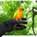Alfyng Bird Training Anti-Bite Gloves for Small Animals Protective Chewing Gloves for Squirrels Hamsters Parrotlets Cockatiels Finches & Macaws (1 Pair) | Best International Shipping - Buy Online on SooperMarket.com