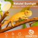 REPTI HOME Reptile Heat Lamp Bulbs 2 Pack 100W Heat Lamp for Reptiles E27 Basking Light Bulb for Vivarium Turtle Lizard Tortoise Bearded Dragon Puppy Chick - Buy Online on SooperMarket.com