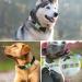 Tagme 2 Pack Personalized Dog Tags - Engraved ID for Small & Medium Dog Breeds | Custom Green Pet Tags - Buy Online on SooperMarket.com