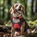 Shop Joytale Reflective Dog Collar for Medium Dogs - Red Size M | Durable & Adjustable - Buy Online on SooperMarket.com