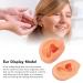Waterproof Simulated Teaching Ear Model for Doctors - Long Lasting Artificial Ear - Buy Online on SooperMarket.com