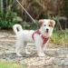 Adjustable Reflective Dog Harness for Small Dogs - Breathable Anti-Train Plaid Red - Perfect for Walking & Training - Buy Online on SooperMarket.com