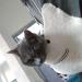 Women Cute Cat Ear Hoodies Pet Carrier Sweatershirt Puppy Kitten Pouch Jumper Long Sleeve Pullover Tops XL White - Buy Online on SooperMarket.com