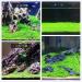 Freshwater Aquarium Plant Seeds Combo - Mini Leaf & Longhair Grass, Small Pearl - Fish Tank Terrarium Decor - Buy Online on SooperMarket.com