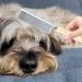 Fengshan Flea Comb - Metal Steel Brush for Dogs Cats & Small Pets | Effective Flea & Lice Removal | Pet Care Accessories - Buy Online on SooperMarket.com