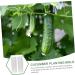 BCOATH 2pcs Vegetable Shaping Fruit Vegetable Forming Mould Kit Watermelon Picking Garden - Buy Online on SooperMarket.com