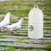 2Pcs Bird Waterer Pigeon Drinker Dispenser - Plastic Pet Water Feeder for Parrot Cage - Buy Online on SooperMarket.com