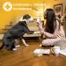 Docatty Pet Wipes - 50 Plant-Based Compostable Wipes for Dogs & Cats | Hypoallergenic & Deodorizing Grooming Wipes for Paws, Body & Butt - Buy Online on SooperMarket.com