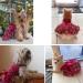Delifur Medium Red Dog Wedding Dress Tutu Perfect Pet Costume for Birthday Parties & Spring/Summer Celebrations - Buy Online on SooperMarket.com