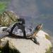 Shop Small Pet Dishes for Turtles & Lizards | Stylish Accessories & Vest | Virtcoy Medium - Buy Online on SooperMarket.com