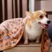 Premium Fleece Pet Blanket Flannel Throw Pack - Super Soft & Fluffy - Paw Small - 3 Pack - Buy Online on SooperMarket.com